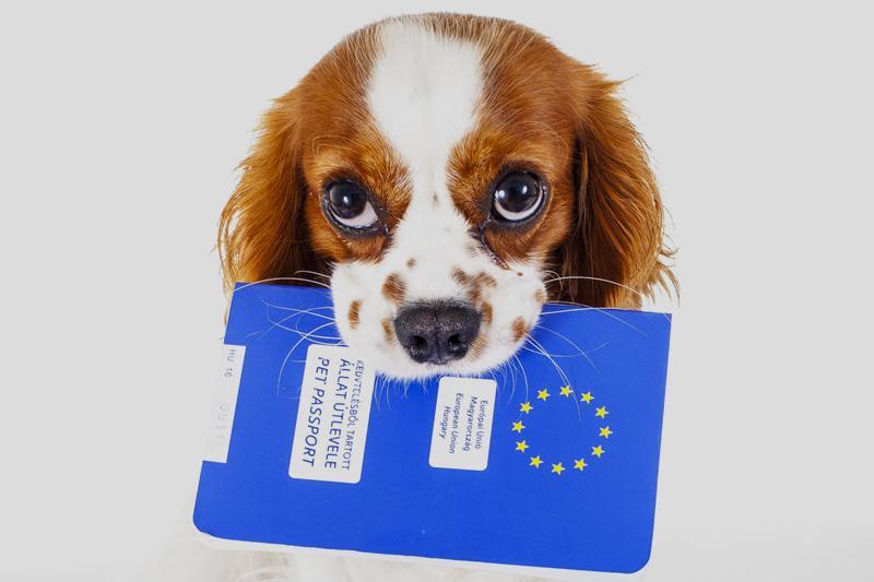 pies trzymający paszport w zębach